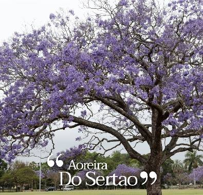 Cald și primitor: Arbori sud-americani