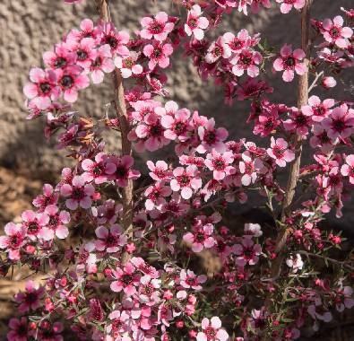 Nature's Medicine: Ocean Myrtle