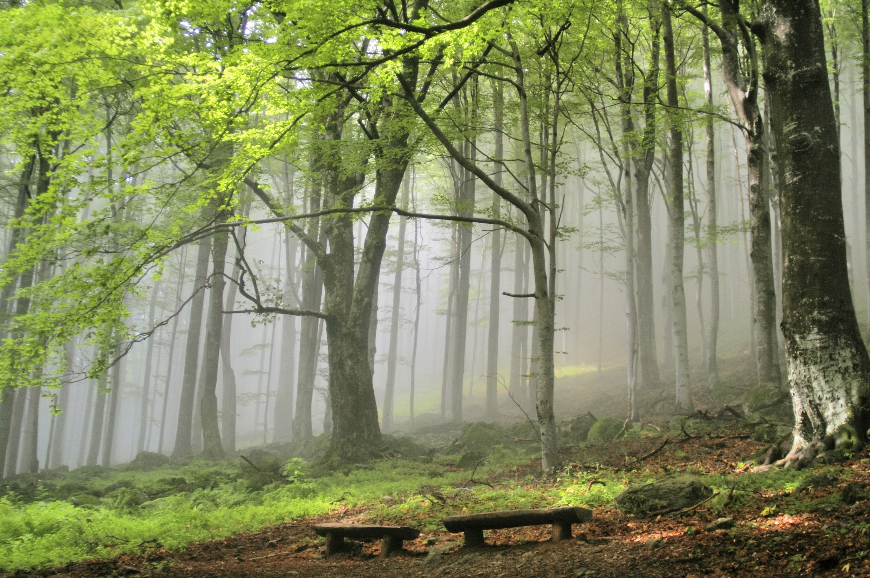 anatolian trees