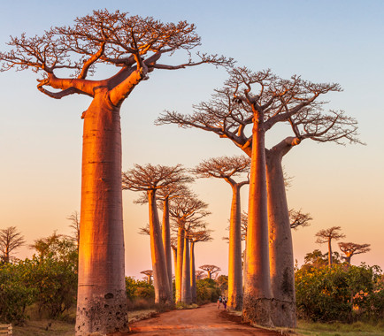 AFRICAN TREES