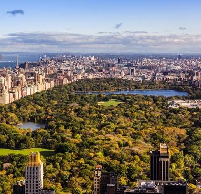 pe urmele lemnului și a naturii: central park