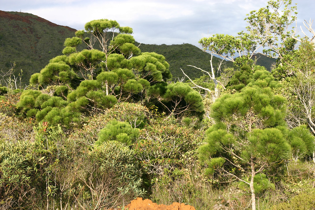 madagaskar ağaçları