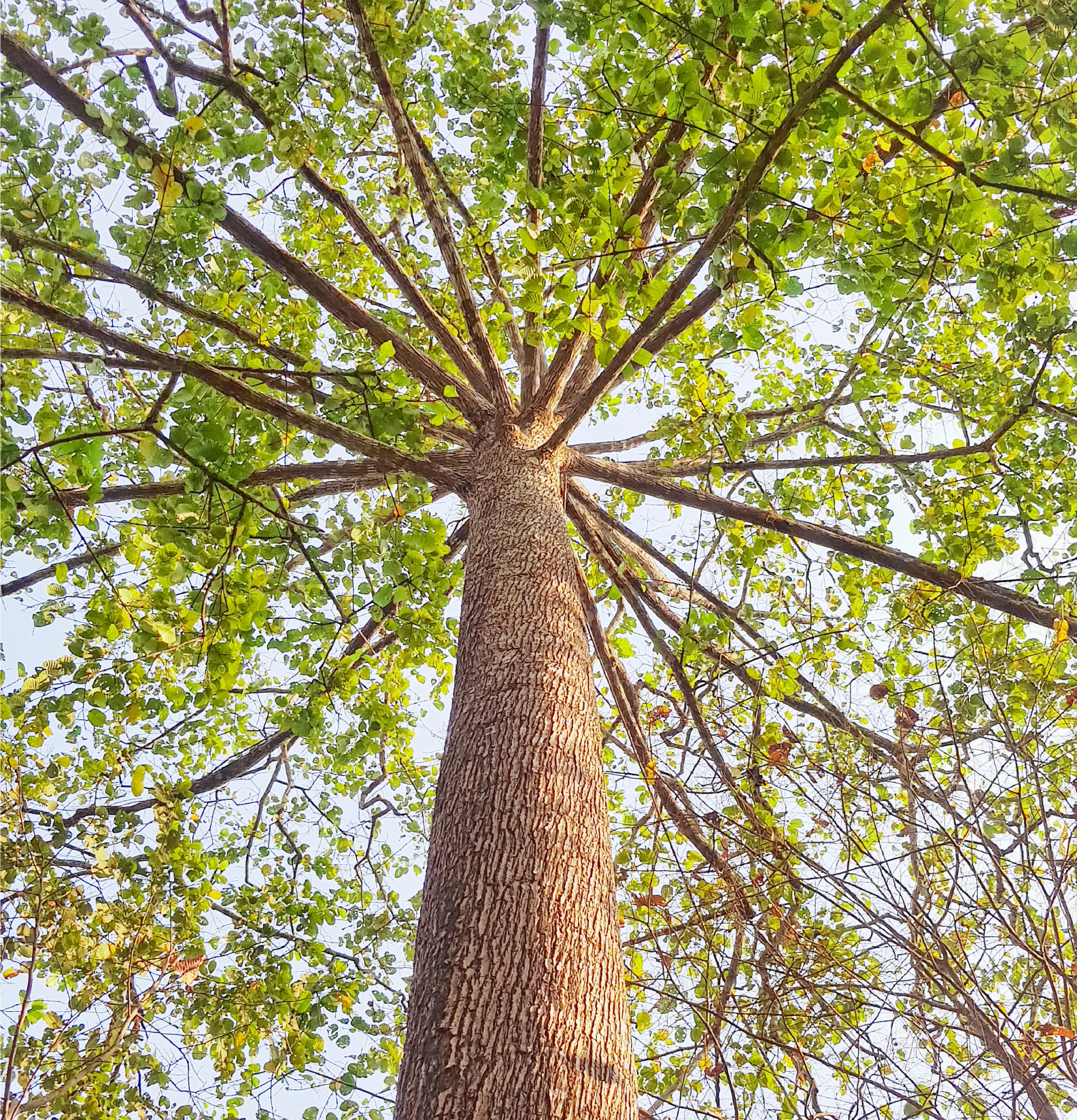 plămâni pentru miliarde de oameni arbori chinezești