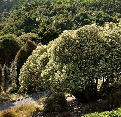 hakeke, unul dintre arborii speciali din oceania