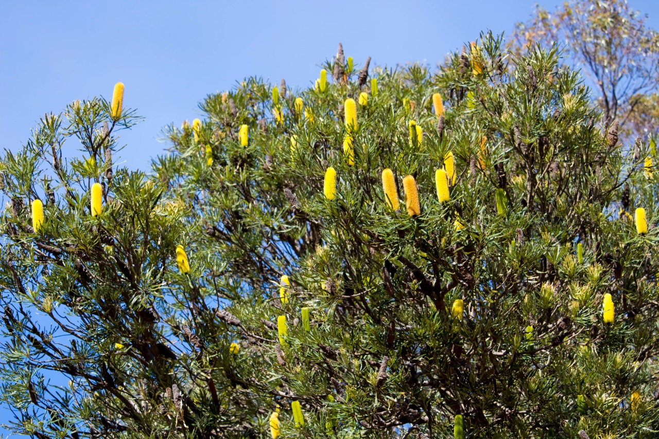 Banksia Ağacı