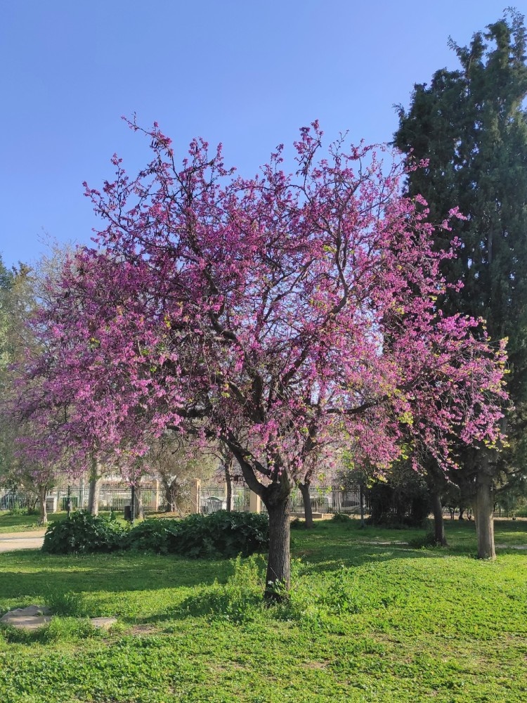 Erguvan
