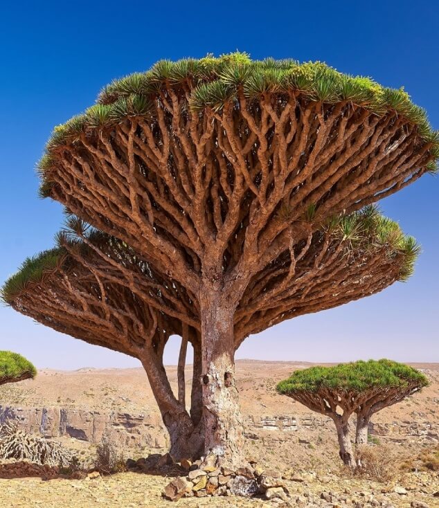 Ejderha Kanı Ağacı