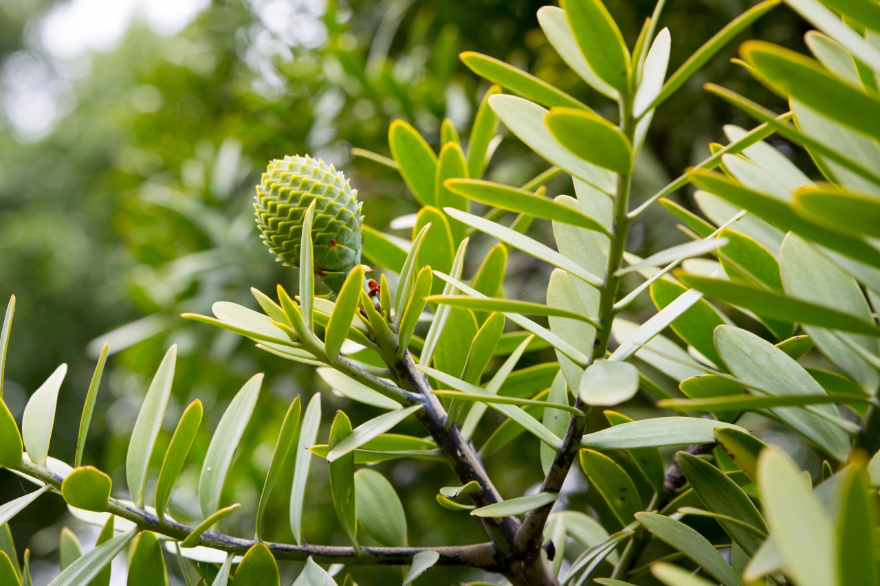 Kauri Ağacı