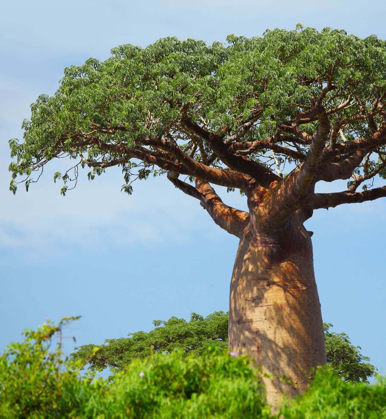 Baobab