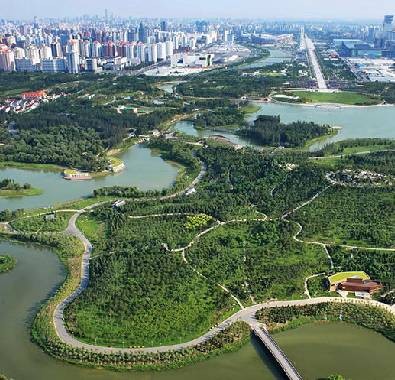 beijing's wealth of trees