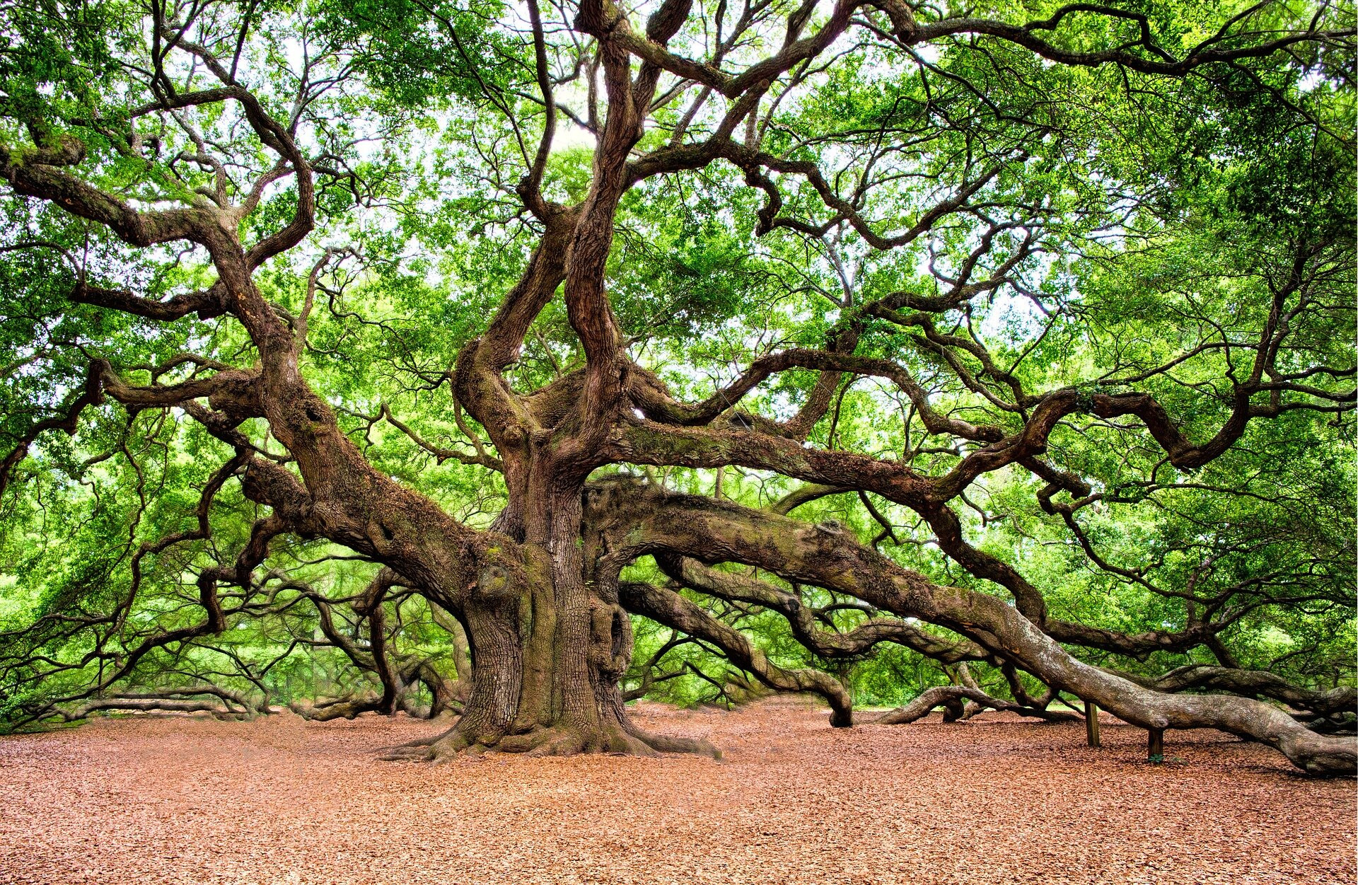 NORTH AMERICAN TREES